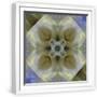 White Frame