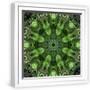 White Frame