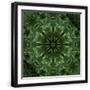 Black Frame