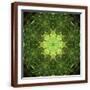 Brown Frame