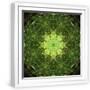 White Frame