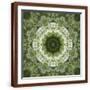 Brown Frame