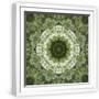 White Frame