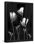 Essential Black
