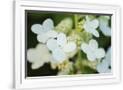 Gramercy White