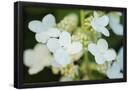 Essential Black