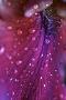 Just the Print