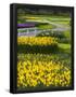 Essential Black
