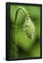 Essential Black