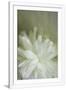 Gramercy White
