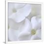 Gramercy White