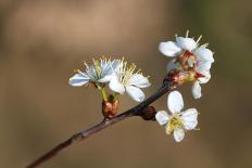 Blooming Apple Tree on a Blurred Natural Background. Selective Focus. High Quality Photo-Anna-Nas-Photographic Print