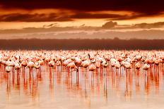 Flamingo Birds in the Lake Nakuru, African Safari, Kenya-Anna Om-Photographic Print