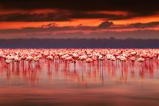 Flamingo Birds in the Lake Nakuru, African Safari, Kenya-Anna Om-Photographic Print