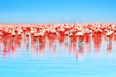 Flamingo Birds in the Lake Nakuru, African Safari, Kenya-Anna Om-Photographic Print
