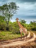 South African Wildlife, Wild Giraffe on a Walk, Beautiful Great Animal, Big Five, Bush Safari Game-Anna Om-Photographic Print