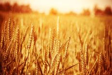 Golden Ripe Wheat Field, Sunny Day-Anna Omelchenko-Photographic Print