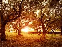 Picture of Beautiful Orange Sunset in Olive Trees Garden-Anna Omelchenko-Photographic Print
