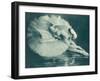 Anna Pavlova (1881-1931) Russian Ballet Dancer Photographed Here in Swan Lake in 1920-null-Framed Photographic Print