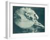 Anna Pavlova (1881-1931) Russian Ballet Dancer Photographed Here in Swan Lake in 1920-null-Framed Photographic Print