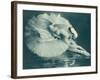 Anna Pavlova (1881-1931) Russian Ballet Dancer Photographed Here in Swan Lake in 1920-null-Framed Photographic Print