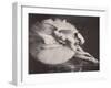 Anna Pavlova in 'The Swan'-null-Framed Photographic Print