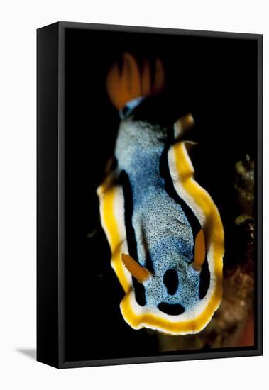 Anna's Chromodoris Nudibranch Sea Slug-null-Framed Stretched Canvas