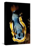 Anna's Chromodoris Nudibranch Sea Slug-null-Stretched Canvas