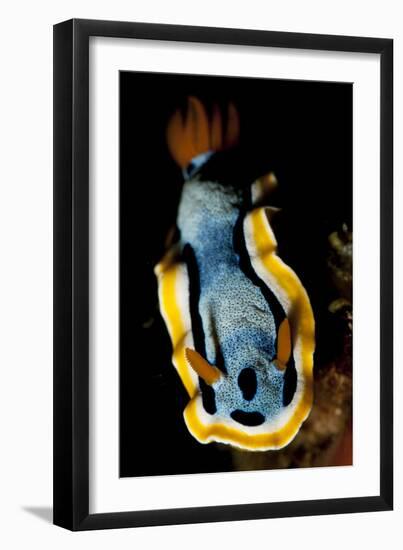 Anna's Chromodoris Nudibranch Sea Slug-null-Framed Premium Photographic Print