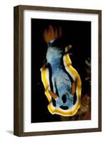 Anna's Chromodoris Nudibranch Sea Slug-null-Framed Photographic Print