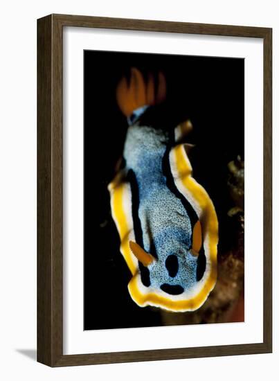 Anna's Chromodoris Nudibranch Sea Slug-null-Framed Photographic Print