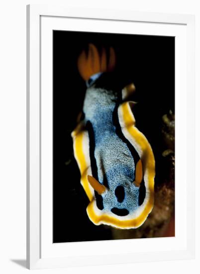 Anna's Chromodoris Nudibranch Sea Slug-null-Framed Photographic Print