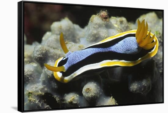 Anna's Chromodoris-Hal Beral-Framed Stretched Canvas