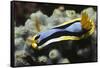 Anna's Chromodoris-Hal Beral-Framed Stretched Canvas