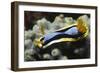 Anna's Chromodoris-Hal Beral-Framed Photographic Print