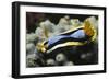 Anna's Chromodoris-Hal Beral-Framed Photographic Print