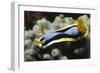 Anna's Chromodoris-Hal Beral-Framed Photographic Print