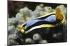 Anna's Chromodoris-Hal Beral-Mounted Photographic Print