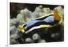 Anna's Chromodoris-Hal Beral-Framed Photographic Print