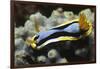 Anna's Chromodoris-Hal Beral-Framed Photographic Print