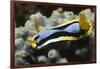 Anna's Chromodoris-Hal Beral-Framed Photographic Print