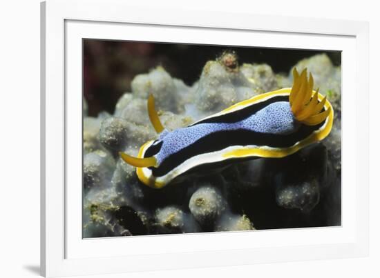 Anna's Chromodoris-Hal Beral-Framed Photographic Print