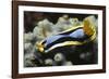 Anna's Chromodoris-Hal Beral-Framed Photographic Print