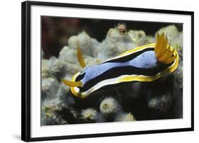 Anna's Chromodoris-Hal Beral-Framed Photographic Print