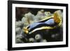 Anna's Chromodoris-Hal Beral-Framed Photographic Print