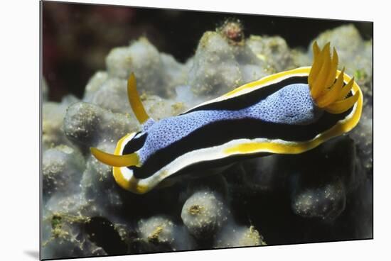 Anna's Chromodoris-Hal Beral-Mounted Photographic Print