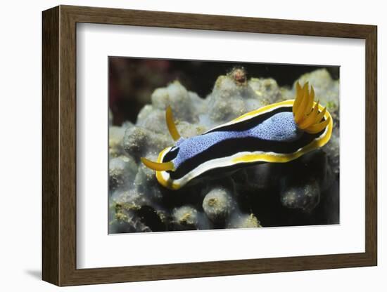 Anna's Chromodoris-Hal Beral-Framed Photographic Print