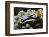 Anna's Chromodoris-Hal Beral-Framed Photographic Print