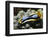 Anna's Chromodoris-Hal Beral-Framed Photographic Print