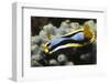 Anna's Chromodoris-Hal Beral-Framed Photographic Print